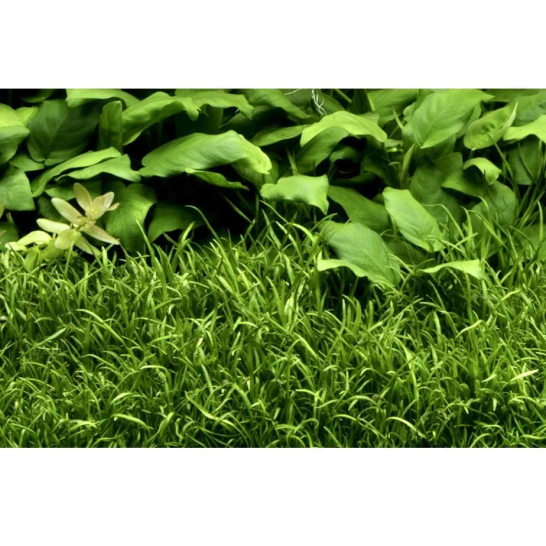 Clearance Tropica Lilaeopsis brasiliensis 1-2-GROW Akvarieplanter