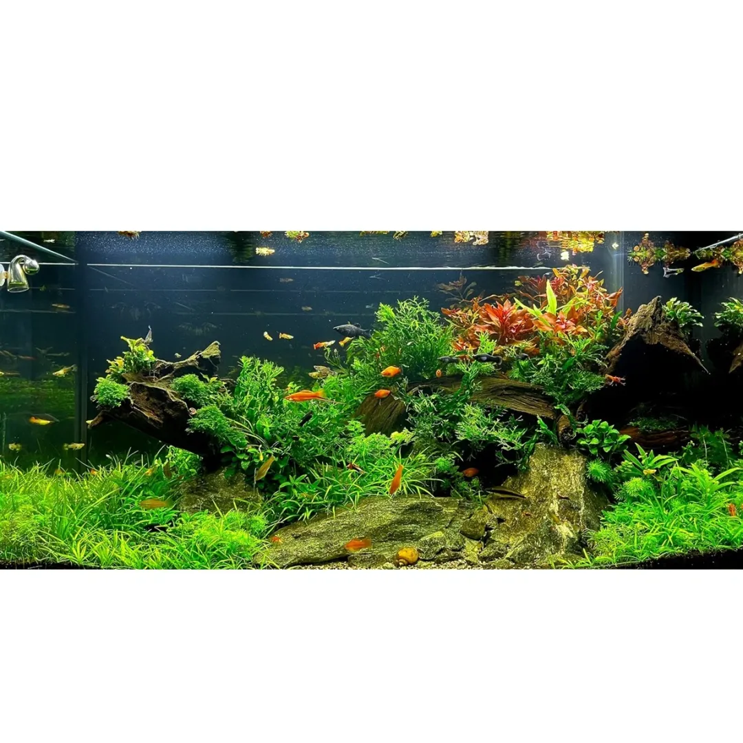 Clearance Tropica Lilaeopsis brasiliensis 1-2-GROW Akvarieplanter