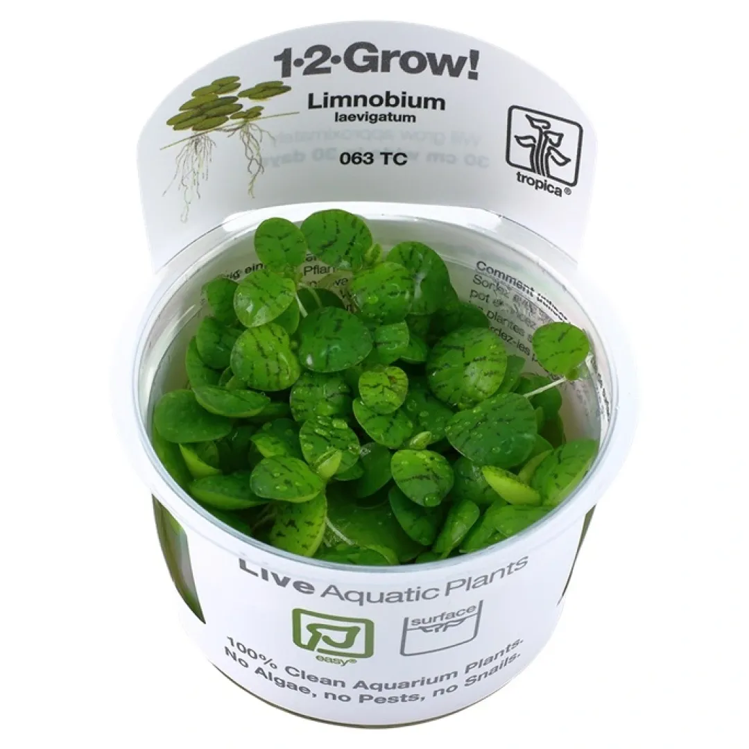 Tropica Limnobium laevigatum 1-2-GROW Akvarieplanter