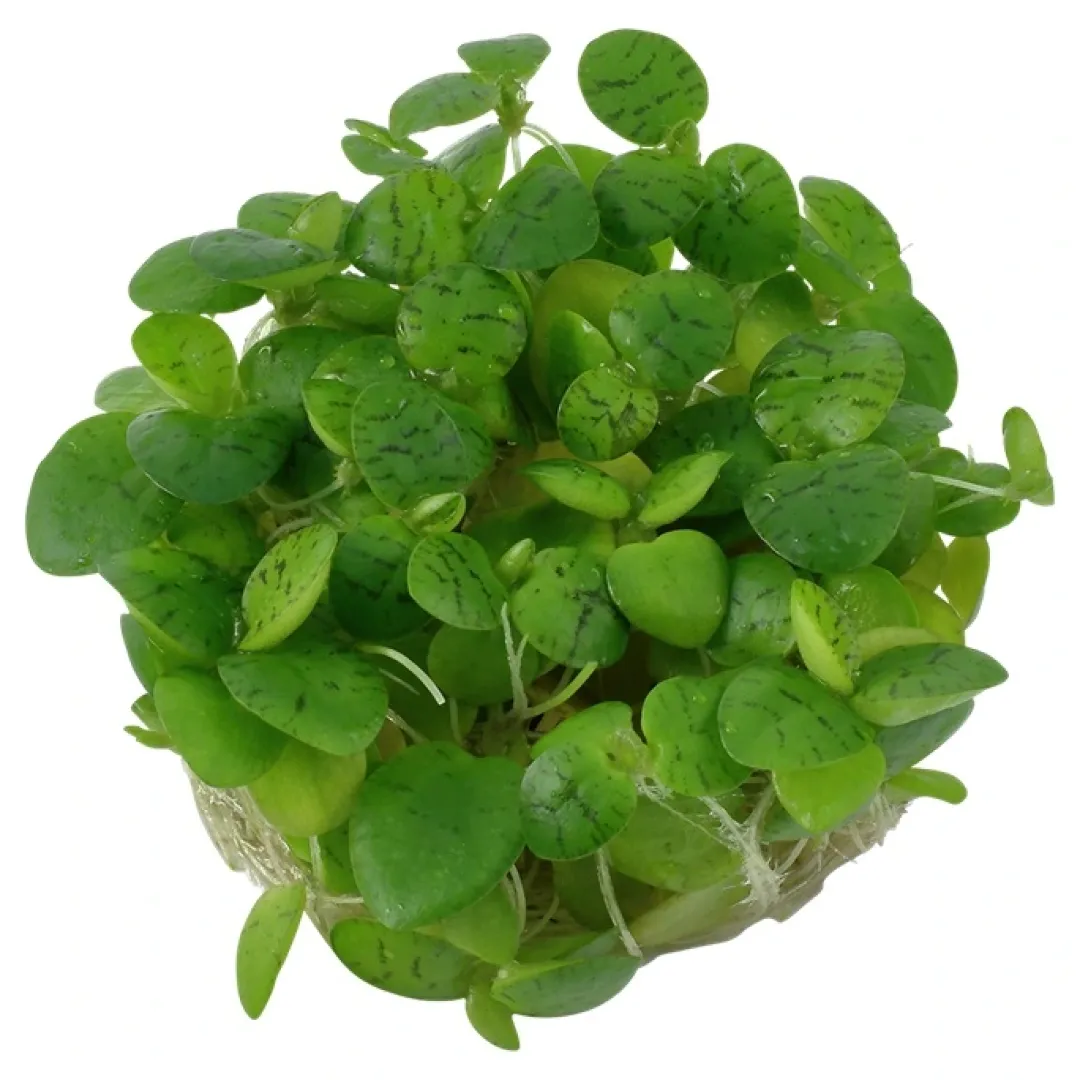 Tropica Limnobium laevigatum 1-2-GROW Akvarieplanter