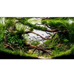 Hot Tropica Littorella uniflora 1-2-GROW x 3 Akvarieplanter
