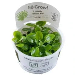 New Tropica Lobelia cardinalis Mini 1-2-Grow Akvarieplanter