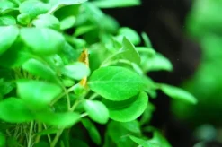 New Tropica Lobelia cardinalis Mini 1-2-Grow Akvarieplanter