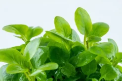 New Tropica Lobelia cardinalis Mini 1-2-Grow Akvarieplanter
