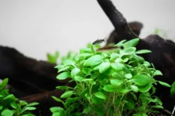 New Tropica Lobelia cardinalis Mini 1-2-Grow Akvarieplanter