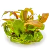 Discount Tropica Lysimachia parvifolia Red 1-2-Grow Akvarieplanter