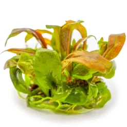Discount Tropica Lysimachia parvifolia Red 1-2-Grow Akvarieplanter