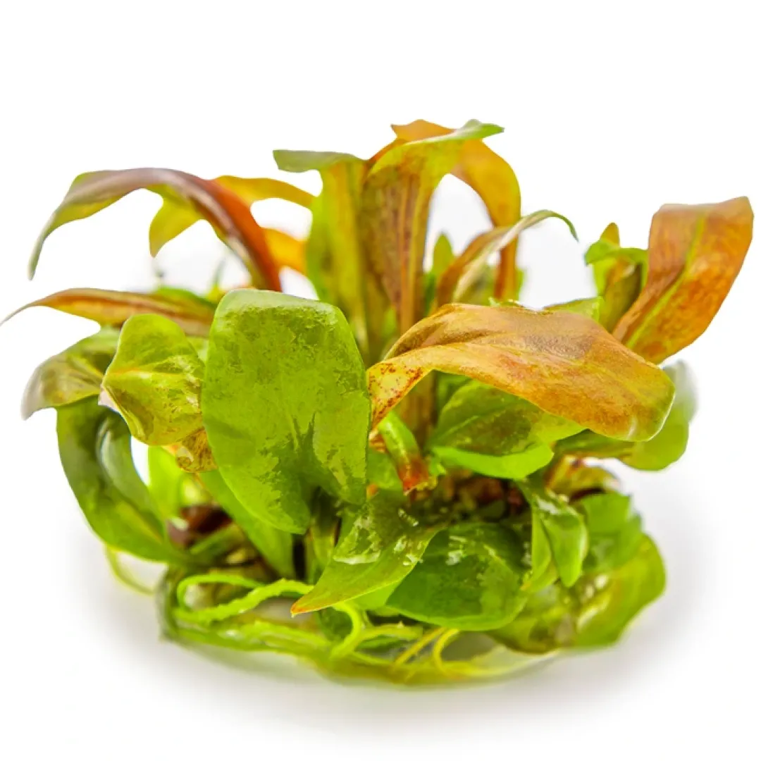 Discount Tropica Lysimachia parvifolia Red 1-2-Grow Akvarieplanter