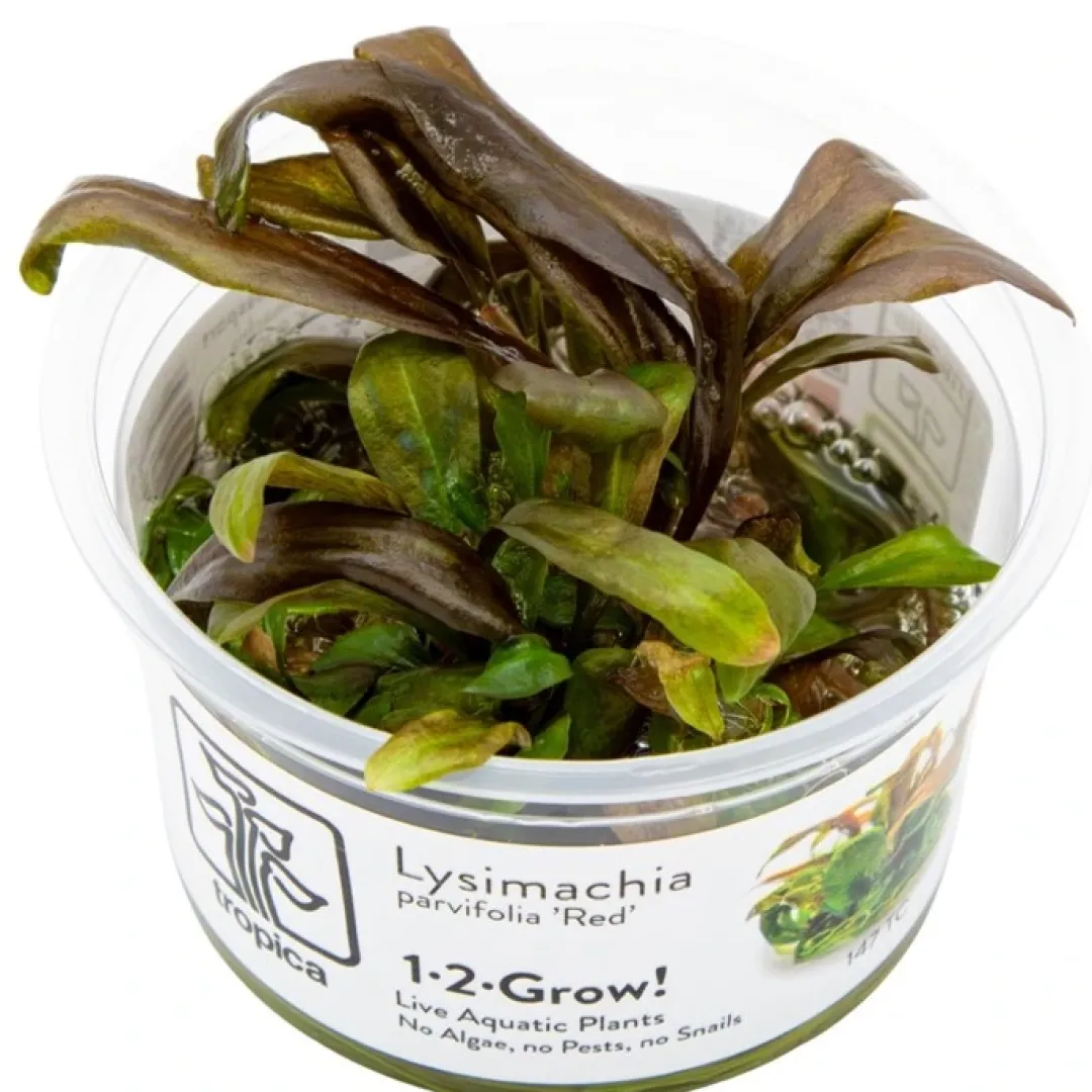Discount Tropica Lysimachia parvifolia Red 1-2-Grow Akvarieplanter