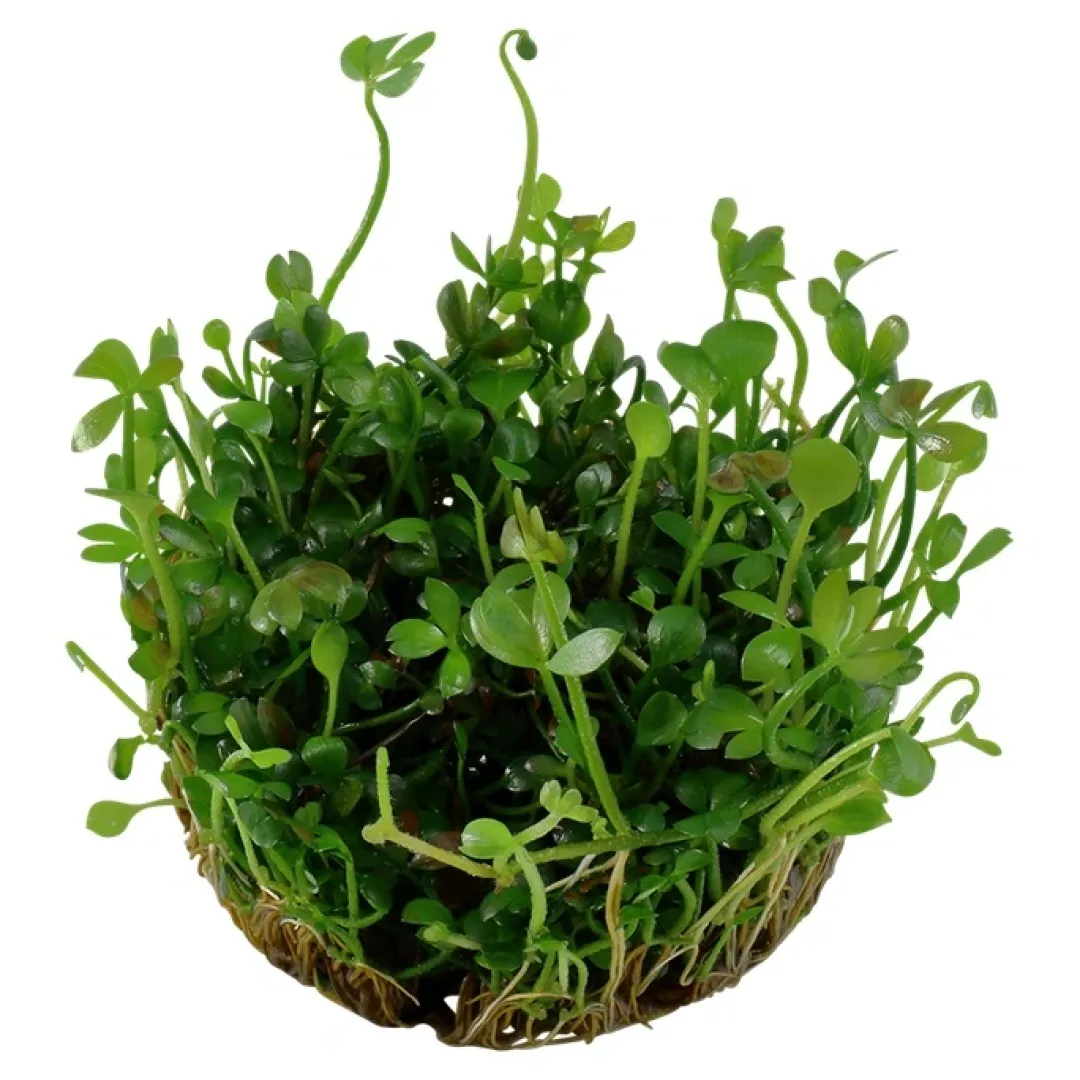 Hot Tropica Marsilea hirsuta 1-2-GROW x 3 Akvarieplanter