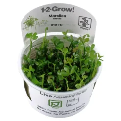 Hot Tropica Marsilea hirsuta 1-2-GROW x 3 Akvarieplanter