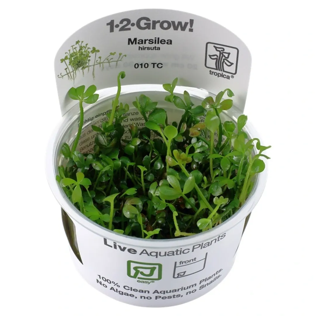 Hot Tropica Marsilea hirsuta 1-2-GROW x 3 Akvarieplanter