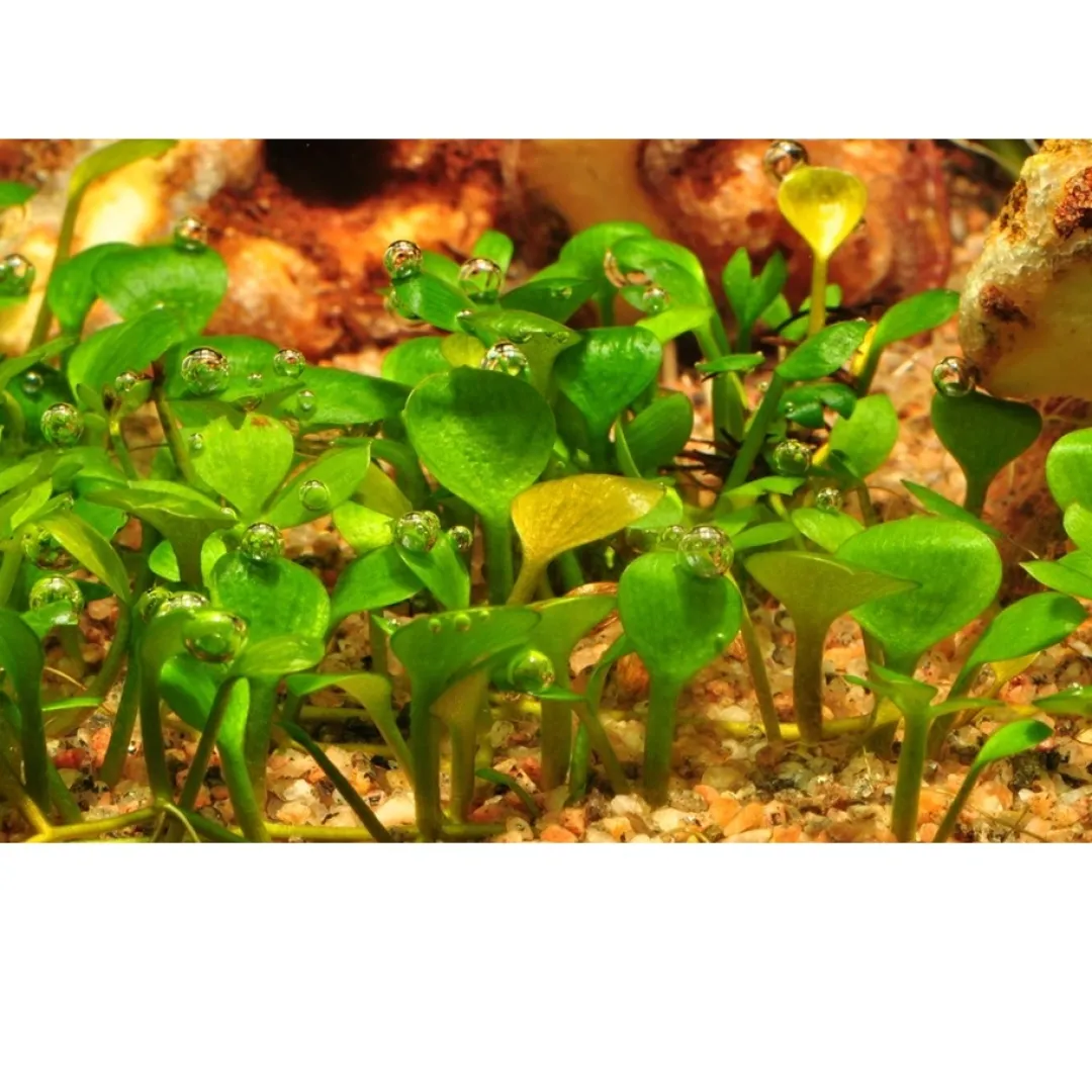 Hot Tropica Marsilea hirsuta 1-2-GROW x 3 Akvarieplanter