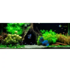 Hot Tropica Marsilea hirsuta 1-2-GROW x 3 Akvarieplanter