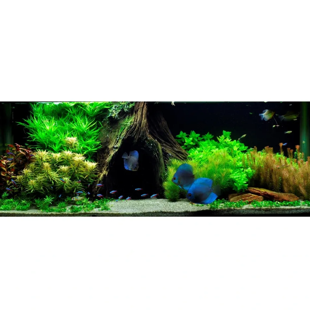 Hot Tropica Marsilea hirsuta 1-2-GROW x 3 Akvarieplanter