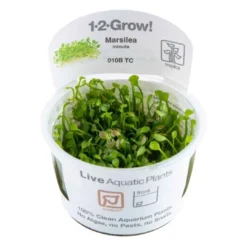 Tropica Marsilea minuta 1-2-GROW x 3 Akvarieplanter