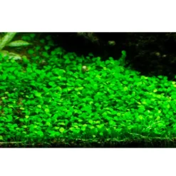 Tropica Marsilea minuta 1-2-GROW x 3 Akvarieplanter