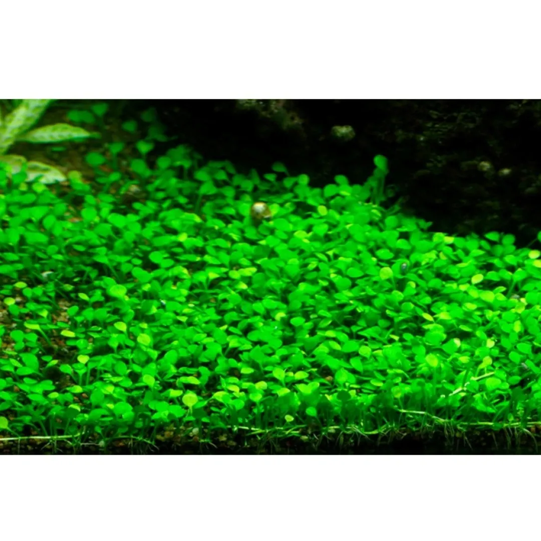 Tropica Marsilea minuta 1-2-GROW x 3 Akvarieplanter