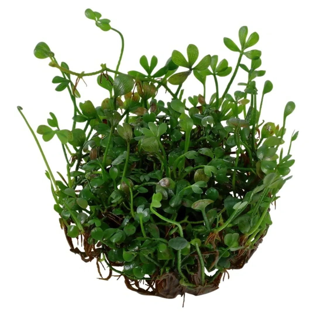 Tropica Marsilea minuta 1-2-GROW x 3 Akvarieplanter