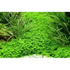 Tropica Micranthemum callitrichoides Cuba 1-2-GROW Akvarieplanter