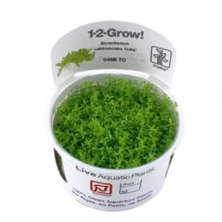 Tropica Micranthemum callitrichoides Cuba 1-2-GROW Akvarieplanter