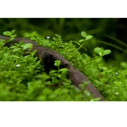 New Tropica Micranthemum Monte Carlo 1-2-Grow x 3 Akvarieplanter