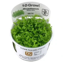 New Tropica Micranthemum Monte Carlo 1-2-Grow x 3 Akvarieplanter