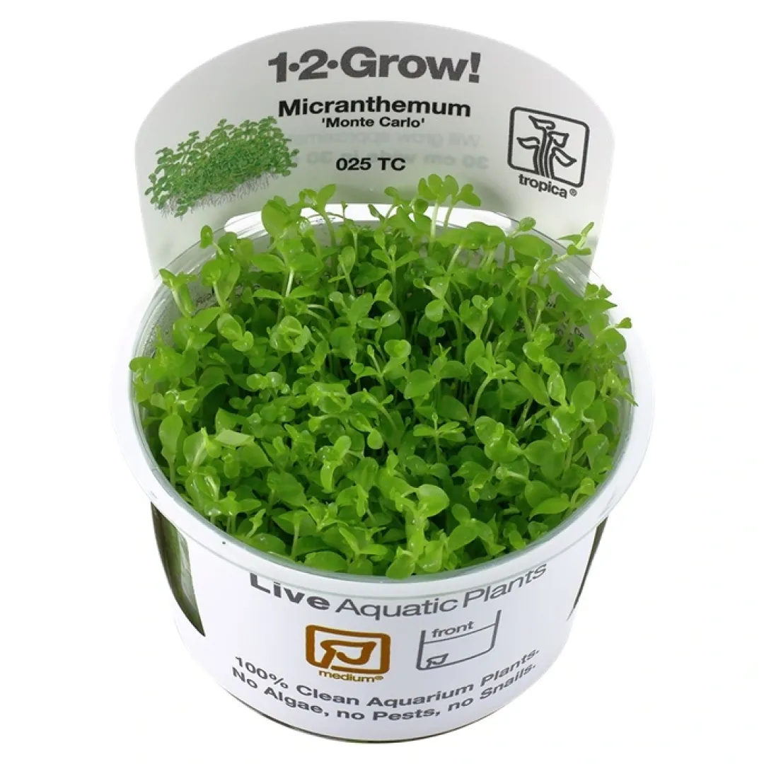 New Tropica Micranthemum Monte Carlo 1-2-Grow x 3 Akvarieplanter