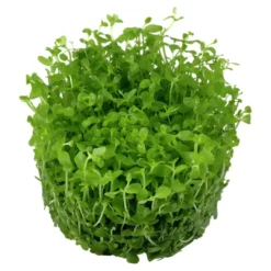New Tropica Micranthemum Monte Carlo 1-2-Grow x 3 Akvarieplanter