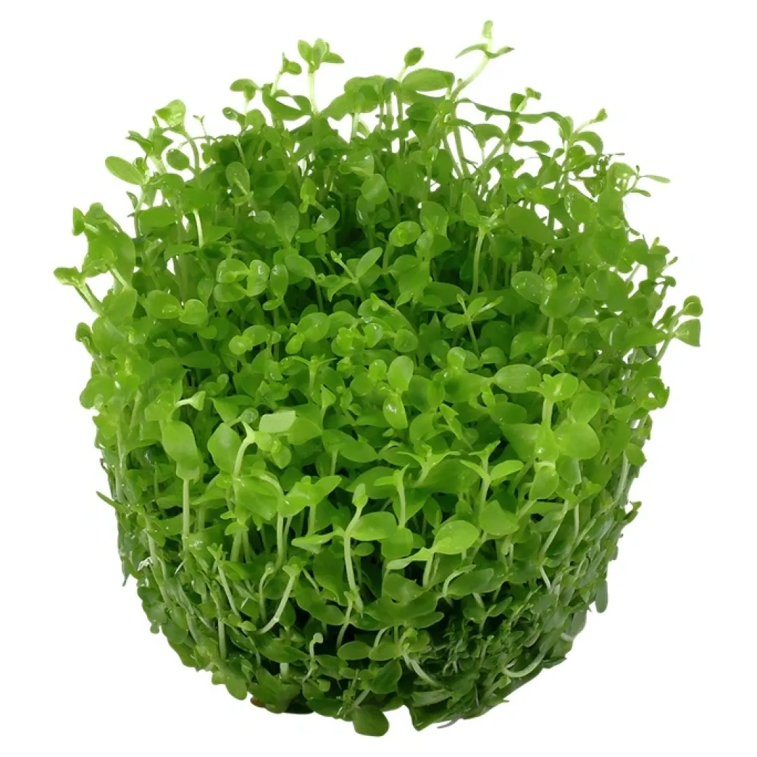 New Tropica Micranthemum Monte Carlo 1-2-Grow x 3 Akvarieplanter