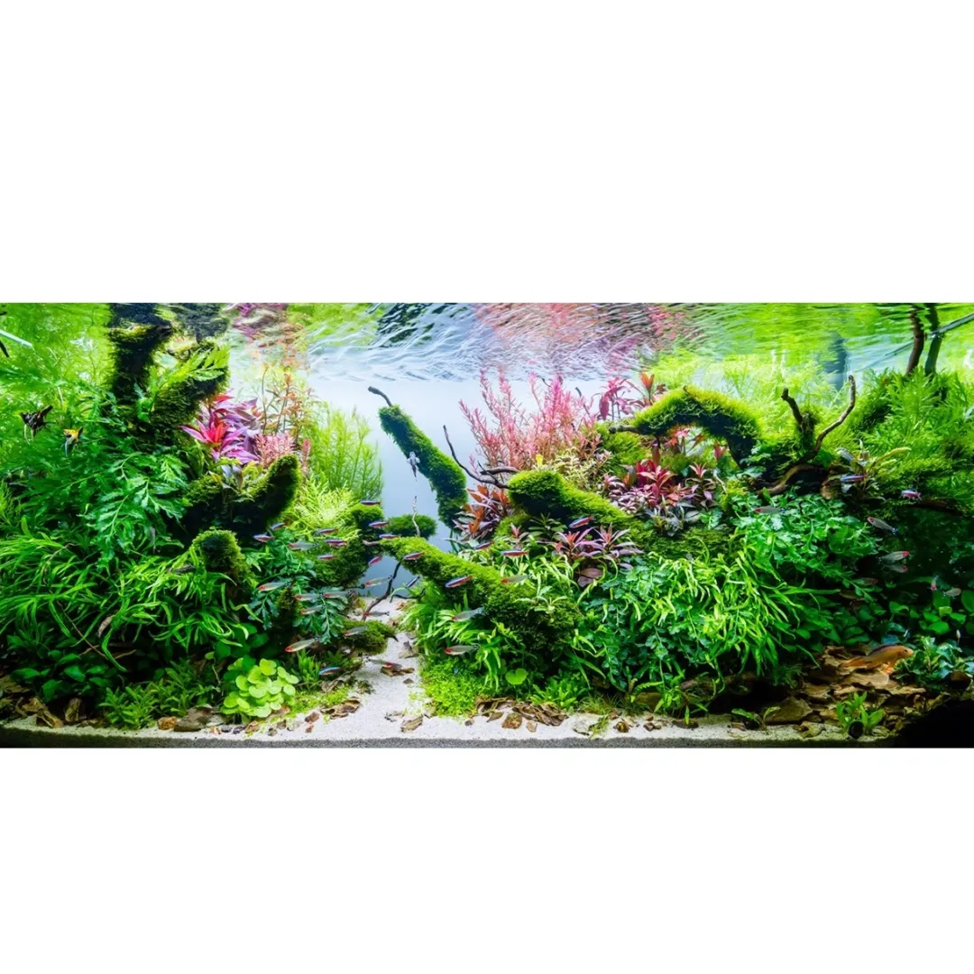 New Tropica Micranthemum Monte Carlo 1-2-Grow x 3 Akvarieplanter