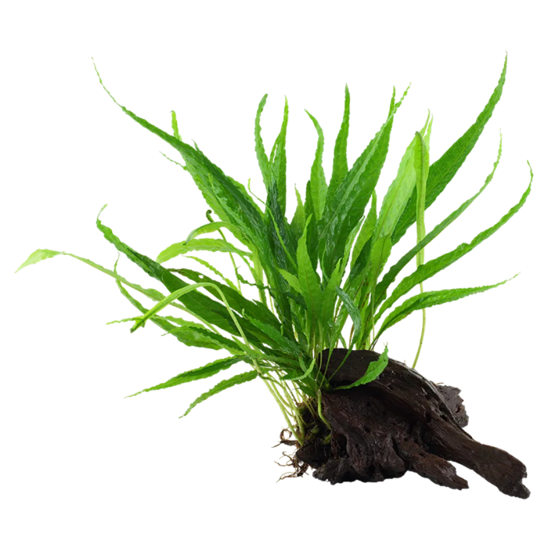 Best Tropica Microsorum Pteropus XS på trærod Akvarieplanter