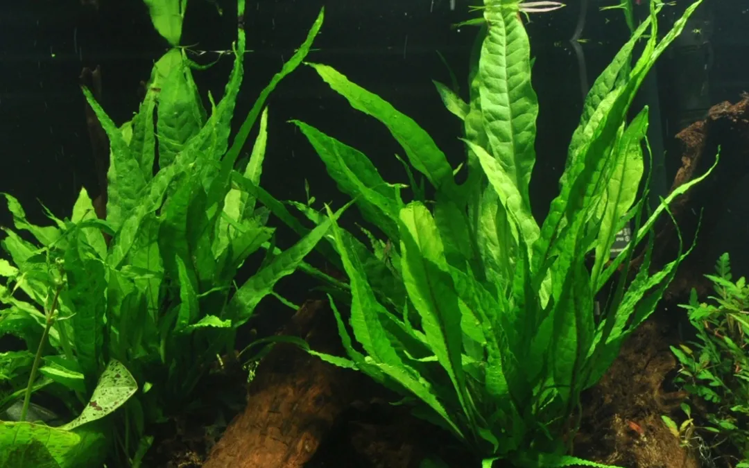 Best Tropica Microsorum Pteropus XS på trærod Akvarieplanter