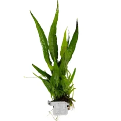 Discount Tropica Microsorum Pteropus Akvarieplante i Clips Akvarieplanter