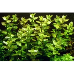 Outlet Tropica MiniPot Bacopa caroliniana Akvarieplanter