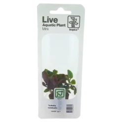 Clearance Tropica Minipot Lobelia cardinalis Akvarieplanter