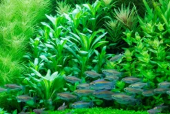 Clearance Tropica Minipot Lobelia cardinalis Akvarieplanter