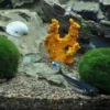 Clearance Tropica Moskugler (Aegagrophila linnaei) Vandbehandlingsprodukter Til Ferskvandsakvarier|Akvarieplanter
