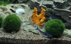 Clearance Tropica Moskugler (Aegagrophila linnaei) Vandbehandlingsprodukter Til Ferskvandsakvarier|Akvarieplanter