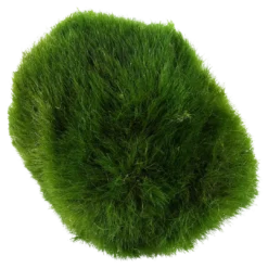 Clearance Tropica Moskugler (Aegagrophila linnaei) Vandbehandlingsprodukter Til Ferskvandsakvarier|Akvarieplanter