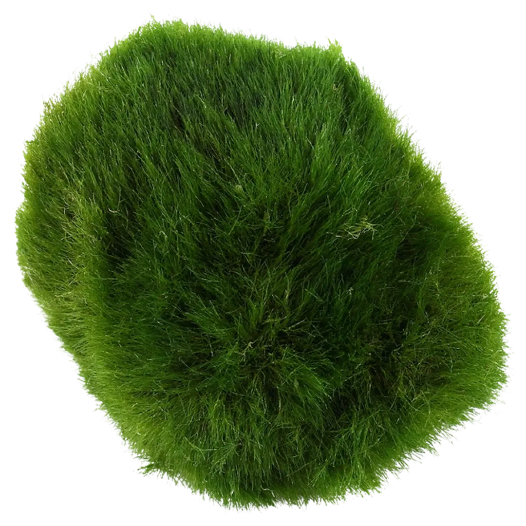Clearance Tropica Moskugler (Aegagrophila linnaei) Vandbehandlingsprodukter Til Ferskvandsakvarier|Akvarieplanter