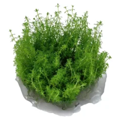 Discount Tropica Myriophyllum Guyana Mini 1-2-GROW Akvarieplanter