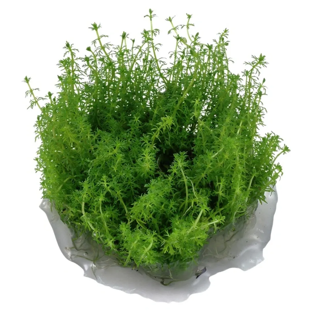Discount Tropica Myriophyllum Guyana Mini 1-2-GROW Akvarieplanter