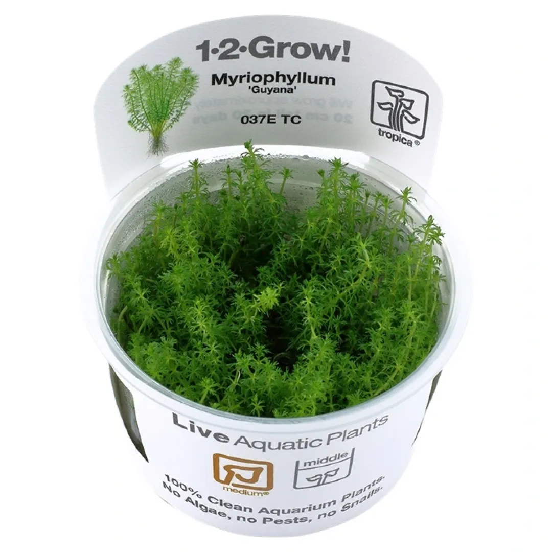 Discount Tropica Myriophyllum Guyana Mini 1-2-GROW Akvarieplanter
