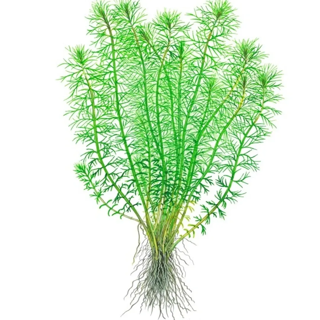 Discount Tropica Myriophyllum Guyana Mini 1-2-GROW Akvarieplanter