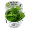Outlet Tropica Nymphoides hydrophylla Taiwan 1-2-GROW Akvarieplanter