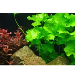Outlet Tropica Nymphoides hydrophylla Taiwan 1-2-GROW Akvarieplanter