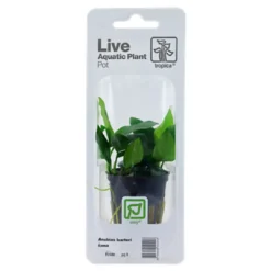 New Tropica PCS Pot Anubias Barteri Nana x 3 Akvarieplanter