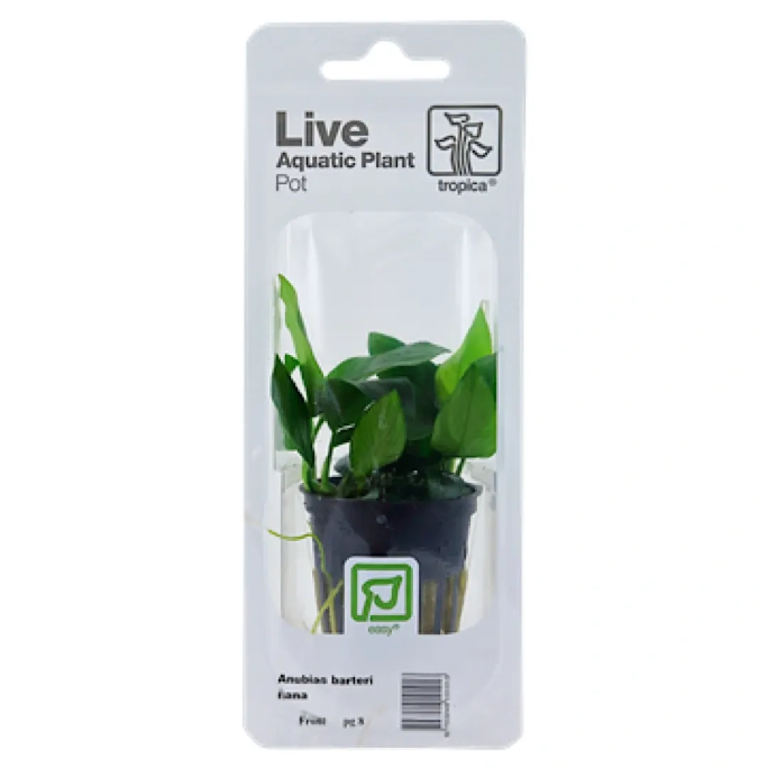 New Tropica PCS Pot Anubias Barteri Nana x 3 Akvarieplanter