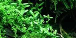 Tropica PCS Pot Bacopa Compact x 3 Akvarieplanter